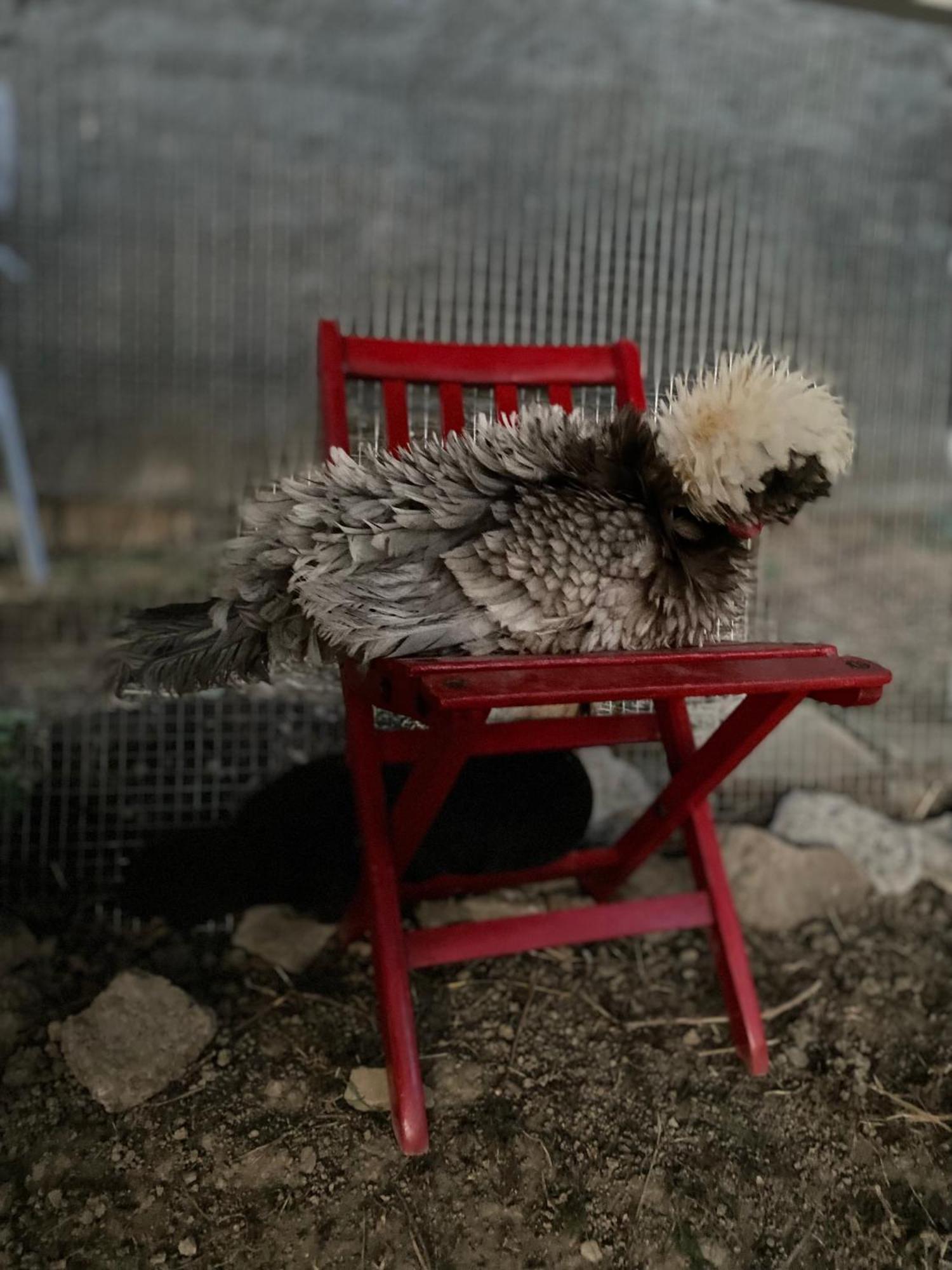 La Lupa E L'Orso Panzió Berceto Kültér fotó